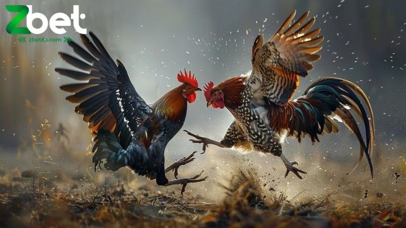 Đá Gà Zbet: Hướng Dẫn Cược Đá Gà Trực Tiếp Với Tỷ Lệ Odds Cao - VEPG.LOL