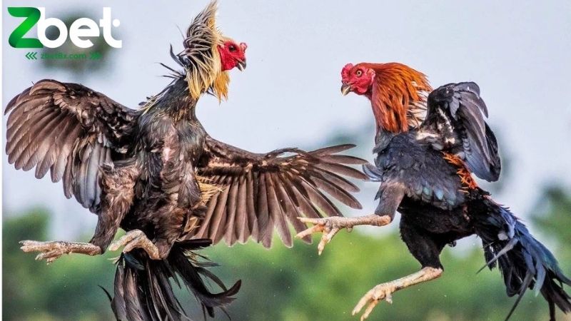 Đá Gà Zbet: Hướng Dẫn Cược Đá Gà Trực Tiếp Với Tỷ Lệ Odds Cao - VEPG.LOL